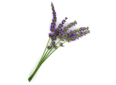 Lavanta çiçek bitki izole.
