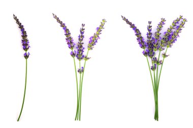 Lavanta çiçek bitki izole.