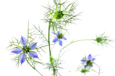 İzole Nigella Sativa çiçek.