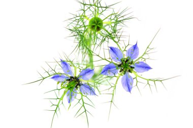 İzole Nigella Sativa çiçek.