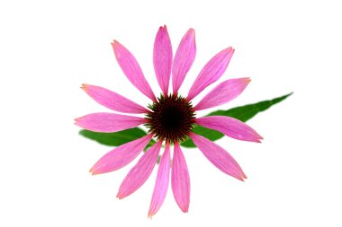 İzole Echinacea çiçek bitki.