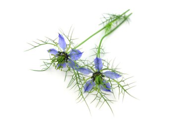 İzole Nigella Sativa çiçek.