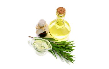 İzole Melaleuca (çay ağacı) uçucu yağ. 