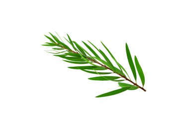 İzole çay ağacı (Melaleuca).