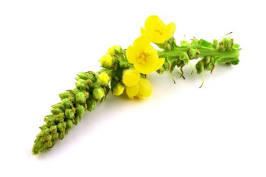 Verbascum Thapsus bitki bitki izole. Ayrıca büyük, ortak, yünlü, kadife veya battaniye sığırkuyruğu. Ayrıca dilenci, musa nın, yoksul adamın, Our Lady's veya yaşlı adamın battaniye, Feltwort veya fanila.