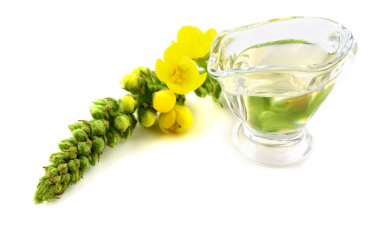 İzole Verbascum Thapsus bitkisel çiçek bitki yağı. Ayrıca büyük, ortak, yünlü, kadife veya battaniye sığırkuyruğu. Ayrıca dilenci, musa nın, yoksul adamın, Our Lady's veya yaşlı adamın battaniye, Feltwort veya fanila.