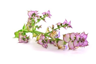 Adaçayı adaçayı (Salvia Sclarea) tıbbi bitki bitki. Beyaz arka plan üzerinde izole.