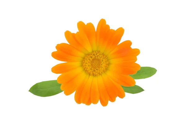 Fleur Souci Isolée Calendula Officinalis — Photo