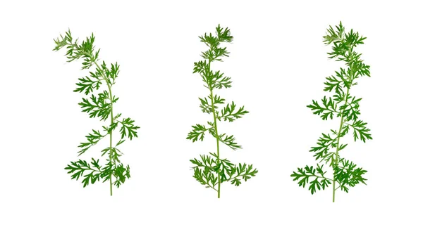 Isolated Artemisia Medicinal Herb Plant Also Mugwort Wormwood Sagebrush — Stock Photo, Image