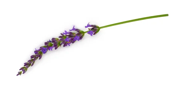 Lavanda Isolada Flor Planta — Fotografia de Stock