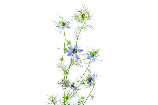 Isolierte Nigella Sativa Blume — Stockfoto