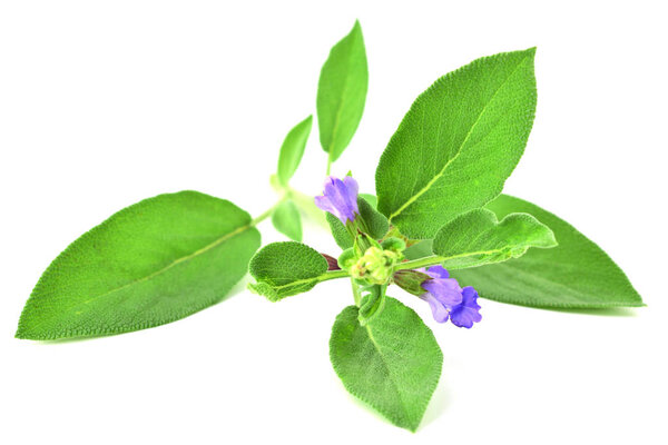 Изолированный свежий цветок шалфея
.