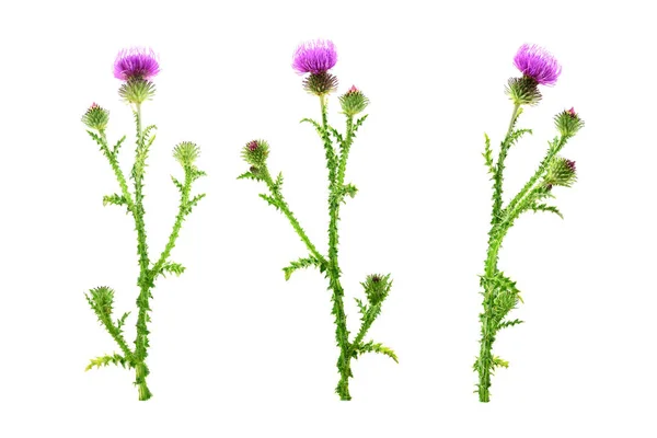 分離のアザミの花植物 — ストック写真