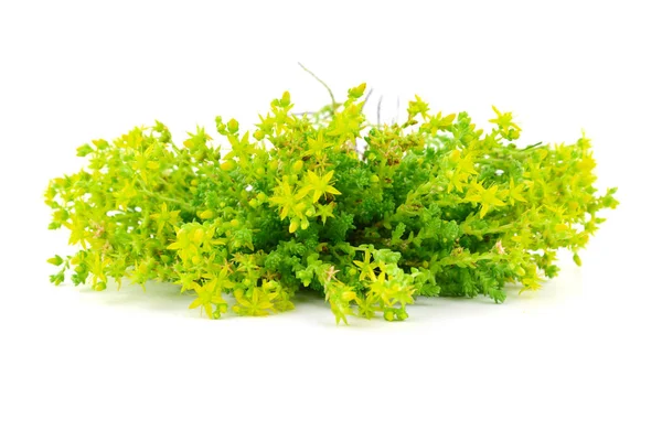 Gocce Pietra Isolate Sedum Pianta Erbacea Medicinale Floser — Foto Stock