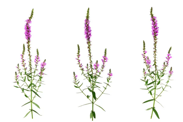 Elszigetelt Réti Füzény Purple Loosestrife Gyógynövény Növény Tüskés Loosestrife Vagy — Stock Fotó