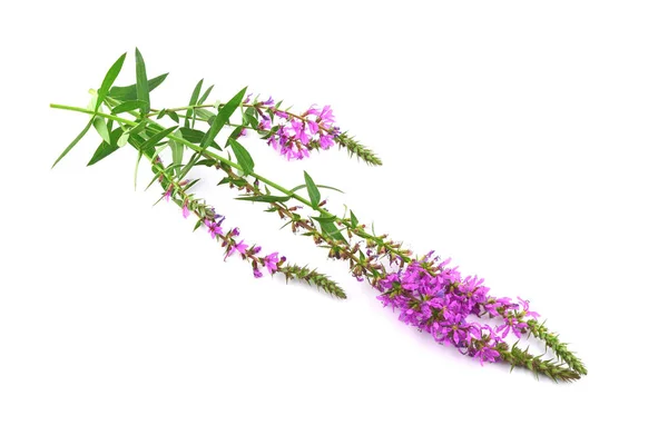 Lythrum Salicaria Isolado Loosestrife Roxo Planta Erva Medicinal Também Cravado — Fotografia de Stock