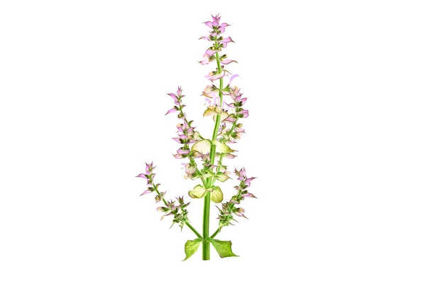 Clary Sage Salvia Sclarea Medicinal Herb Plant Isolado Fundo Branco — Fotografia de Stock