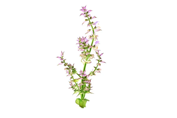 Clary Sage Salvia Sclarea Medicinal Herb Plant Isolado Fundo Branco — Fotografia de Stock