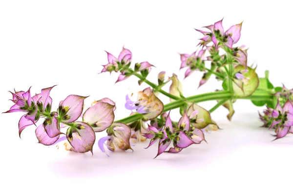 Salvia Salvia Sclarea Medicinalväxt Växt Isolerad Vit Bakgrund — Stockfoto