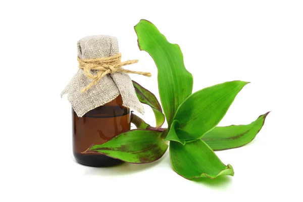 Callisia Fragrans Medicinal Herb Plant Extract Tincture Also Basket Plant — Stock Photo, Image