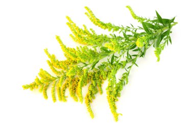 Solidago (altın başak) tıbbi bitki bitki. Beyaz arka plan üzerinde izole.