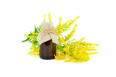 Solidago (altın başak) tıbbi bitki bitki uçucu yağ özü. Beyaz arka plan üzerinde izole.