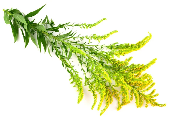Solidago Goldenrod Medicinal Herb Plant Isolated White Background — Stock Photo, Image