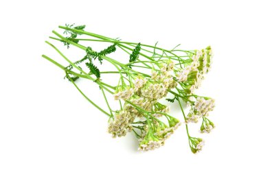 İzole Civanperçemi (Achillea Millefolium) tıbbi çiçek bitki.