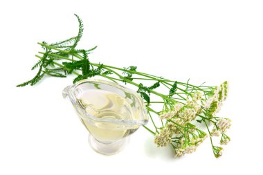 İzole Civanperçemi (Achillea Millefolium) tıbbi çiçek bitki uçucu yağ ayıklamak.