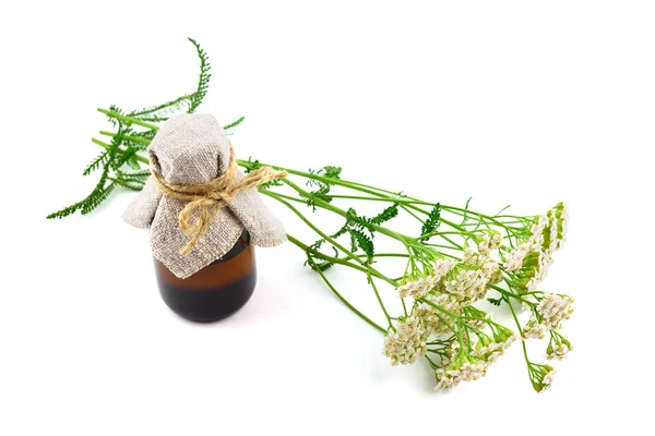 Izolované Řebříček Achillea Millefolium Léčivý Květ Rostlin Tinktura Extrakt Nebo — Stock fotografie