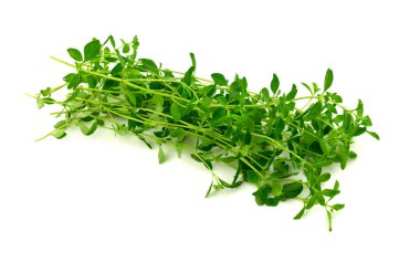 Kekik bitki bitki (timus izole).