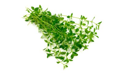 Kekik mutfak ot bitki (Thymus). Beyaz izole.