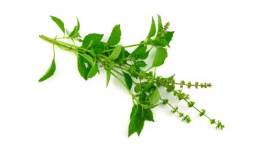Kekik mutfak ot bitki (Thymus). Beyaz izole.