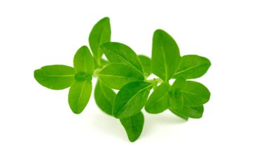 Isolatred kekik yaprağı dal (timus).