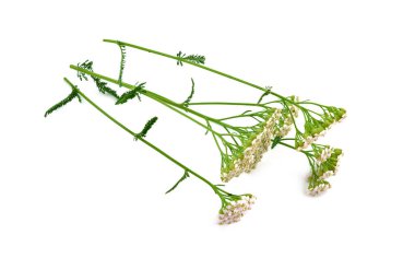 İzole Civanperçemi (Achillea millefolium) çiçek bitki.