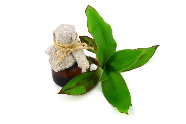 Callisia Fragrans Medicinal Herb Extract Tinture Anche Pianta Cestino Pianta — Foto Stock