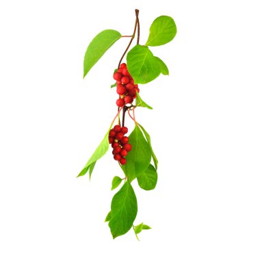 Schisandra Chinensis tıbbi bitki bitki yaprakları ve meyve. Beyaz arka plan üzerinde izole. Ayrıca Manolya-asma, Çin Manolya-asma, Schisandra, Manolya Berry veya beş-lezzet-meyve.