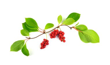 Schisandra Chinensis tıbbi bitki bitki yaprakları ve meyve. Beyaz arka plan üzerinde izole. Ayrıca Manolya-asma, Çin Manolya-asma, Schisandra, Manolya Berry veya beş-lezzet-meyve.