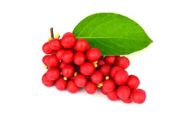 Schisandra Chinensis tıbbi bitki bitki yaprakları ve meyve. Beyaz arka plan üzerinde izole. Ayrıca Manolya-asma, Çin Manolya-asma, Schisandra, Manolya Berry veya beş-lezzet-meyve.