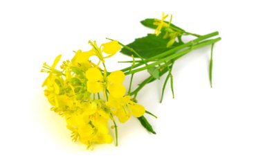 Hardal tohumu çiçek bitki izole.