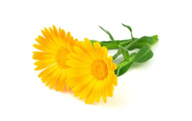 Ortak kadife çiçeği (Calendula Officinalis) tıbbi çiçek bitki bitki. Beyaz arka plan üzerinde izole. Ayrıca Ruddles, Pot veya ortak veya Scotch kadife çiçeği.