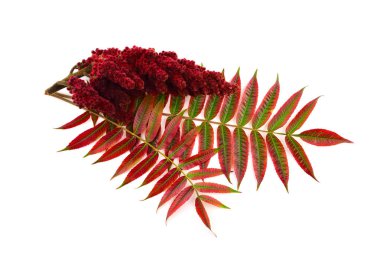 İzole Staghorn sumak baharat bitki bitki tohum Drupe kök ve Feaves (Rhus Coriaria).