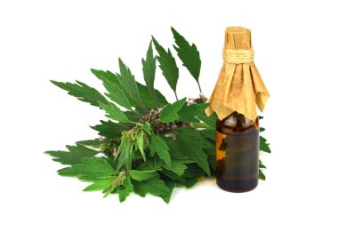 Motherwort bitki bitki çay özü veya tentür tıbbi bir şişe. Beyaz arka plan üzerinde izole. Ayrıca Leonurus Cardiaca, atmak-Wort, aslan'ın kulak veya kuyruk.
