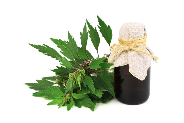 Motherwort Gyógynövény Növény Tea Kivonat Vagy Tinktúra Készítmény Üvegben Elszigetelt — Stock Fotó