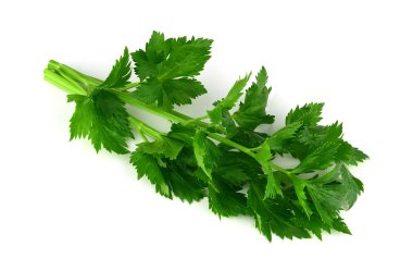 Yeşil Closeup (Apium Graveolens) üzerinde beyaz izole Bahçe Kereviz salatası.