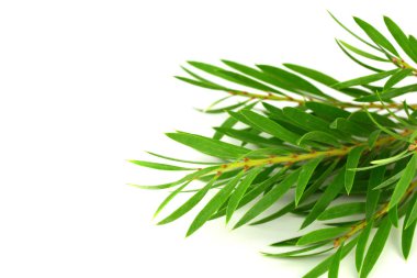 Çay ağacı (Melaleuca) dal ve yaprakları. İzole işareti, metin veya logo için ek alan ile beyaz arka plan üzerinde.