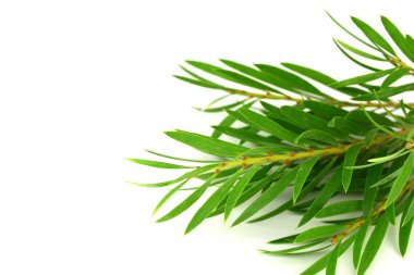 Tea Tree (Melaleuca) Branch and Leaves. Isolated on White Background, with added Space for Sign, Text or Logotype. clipart