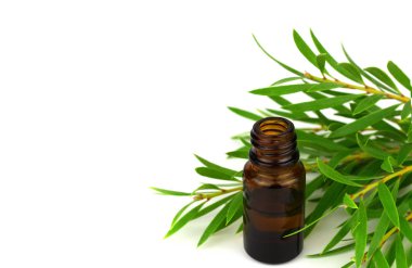 Tea Tree Essential Oil (Melaleuca) with Branch and Leaves. Isolated on White Background, with added Space for Sign, Text or Logotype. clipart