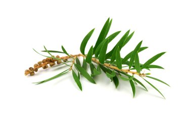 Çay ağacı (Melaleuca). İzole.