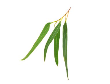 Okaliptüs (mavi sakız) dal ve yaprakları. Beyaz arka plan üzerinde izole.